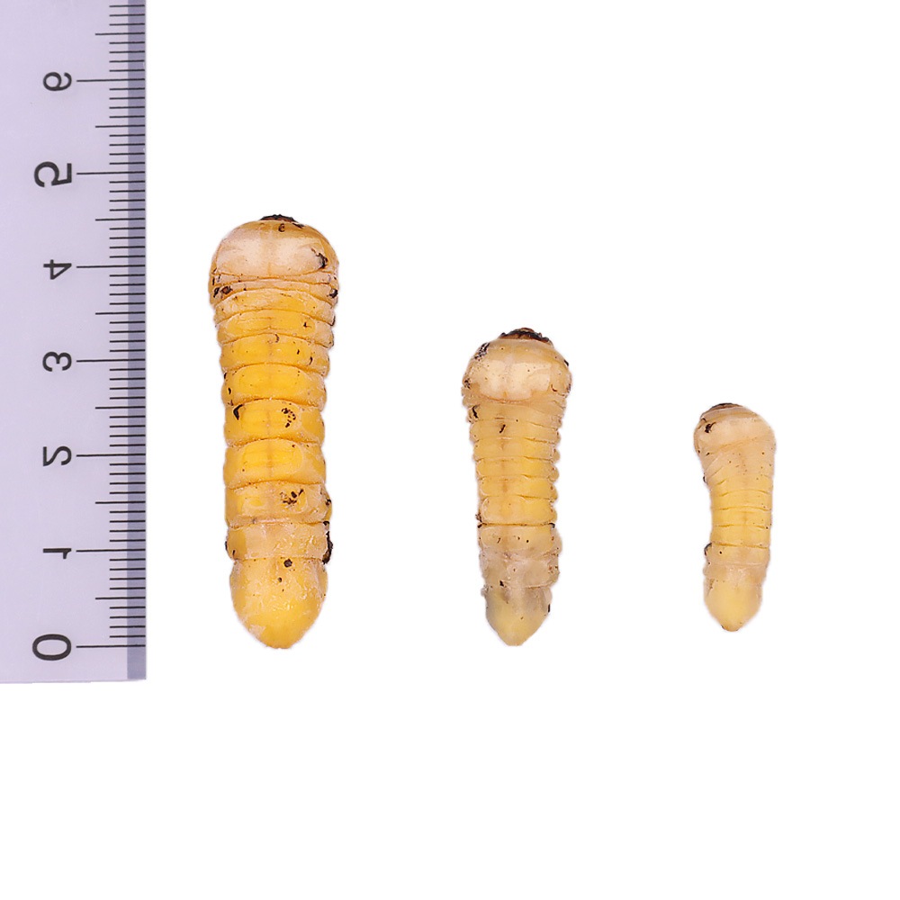 ڹ񻺡 ߥॷ 1ɤ(ƥåݥॷ)