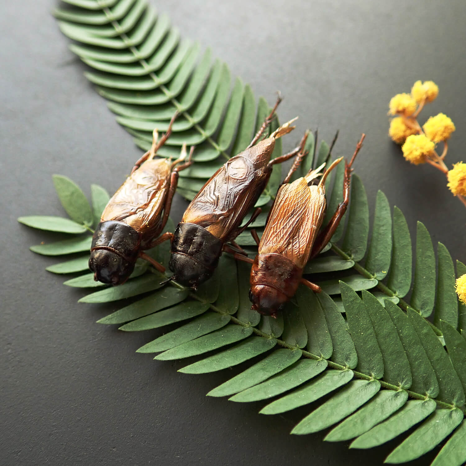 �ڹ񻺡� �ɥ饤���ꥱ�å� �ե��ۥ��������� 15g