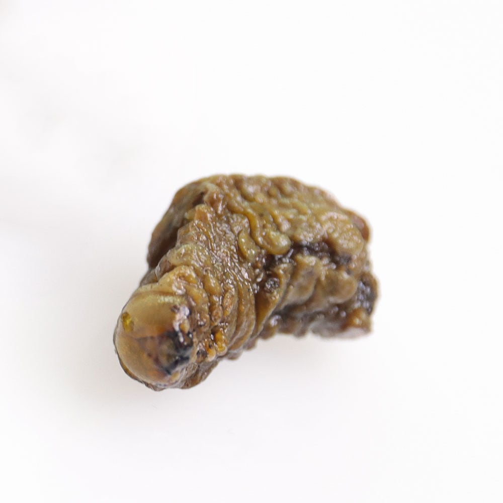 Mopane Worms(��ѥͥ��)