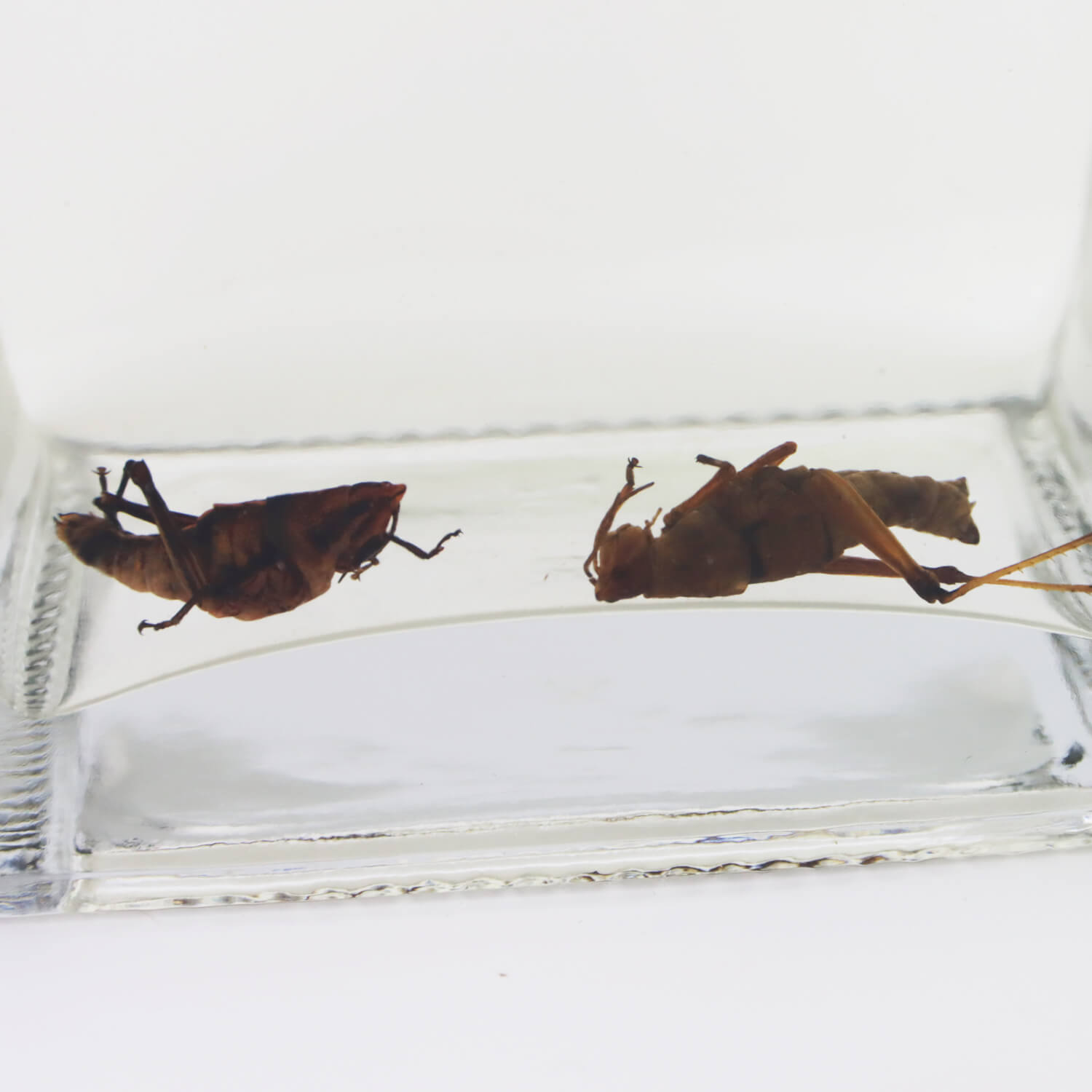  ԥå ץ 40% 750ml(եХå)