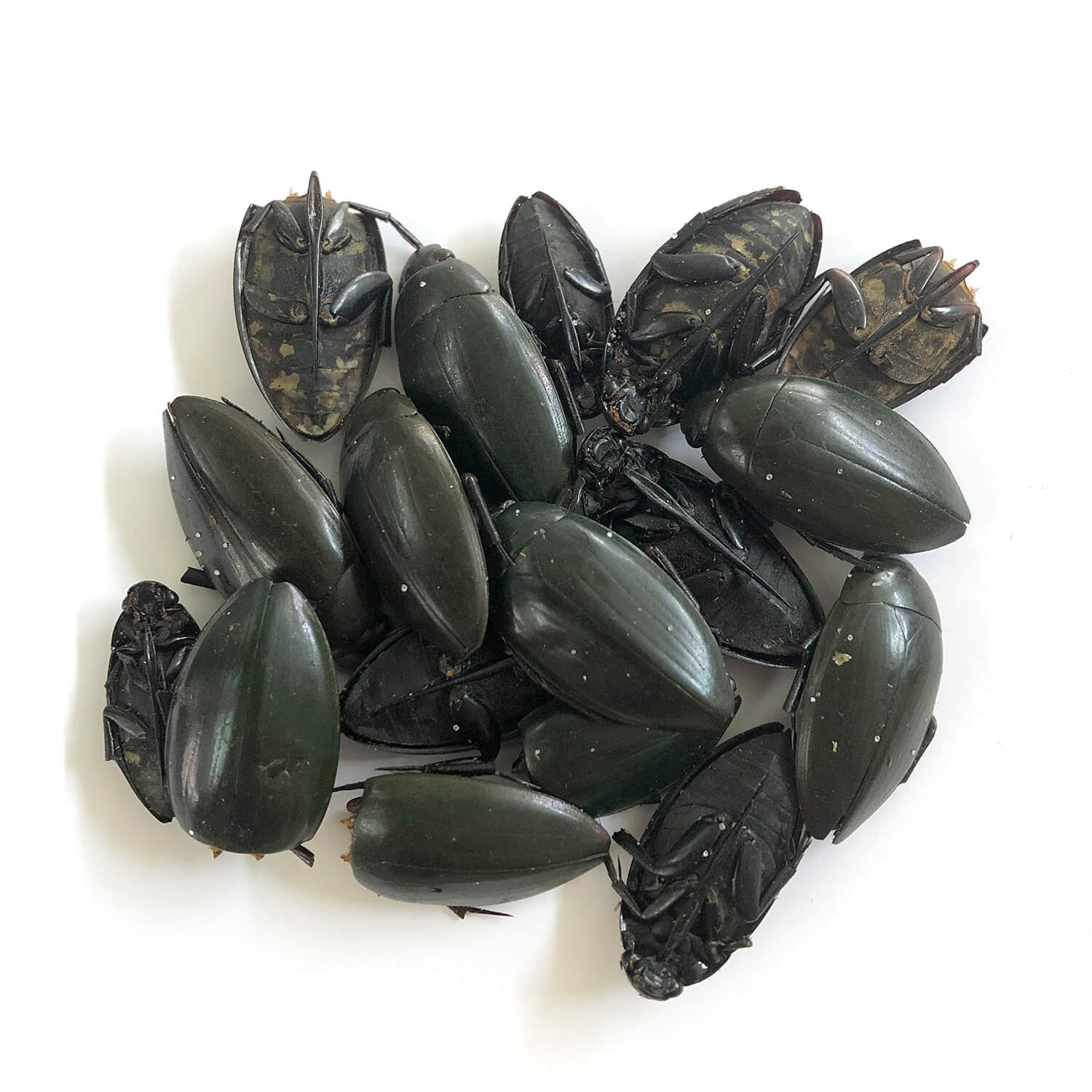 DivingBeetles(���󥴥���/���ॷ)