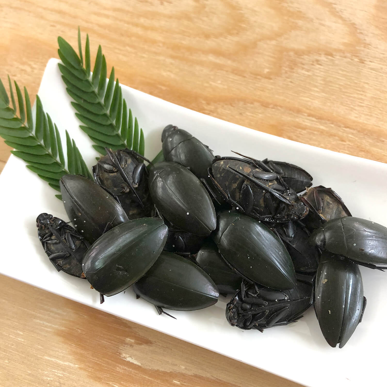 DivingBeetles(���󥴥���/���ॷ)x 10��