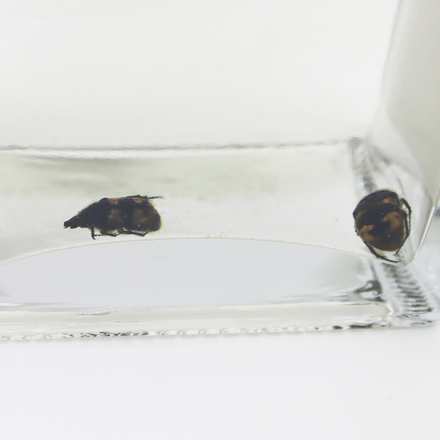 ������ ���ԥ�å� ��������Хۡ�����ե��ͥ� 40% 750ml(���ե�������)