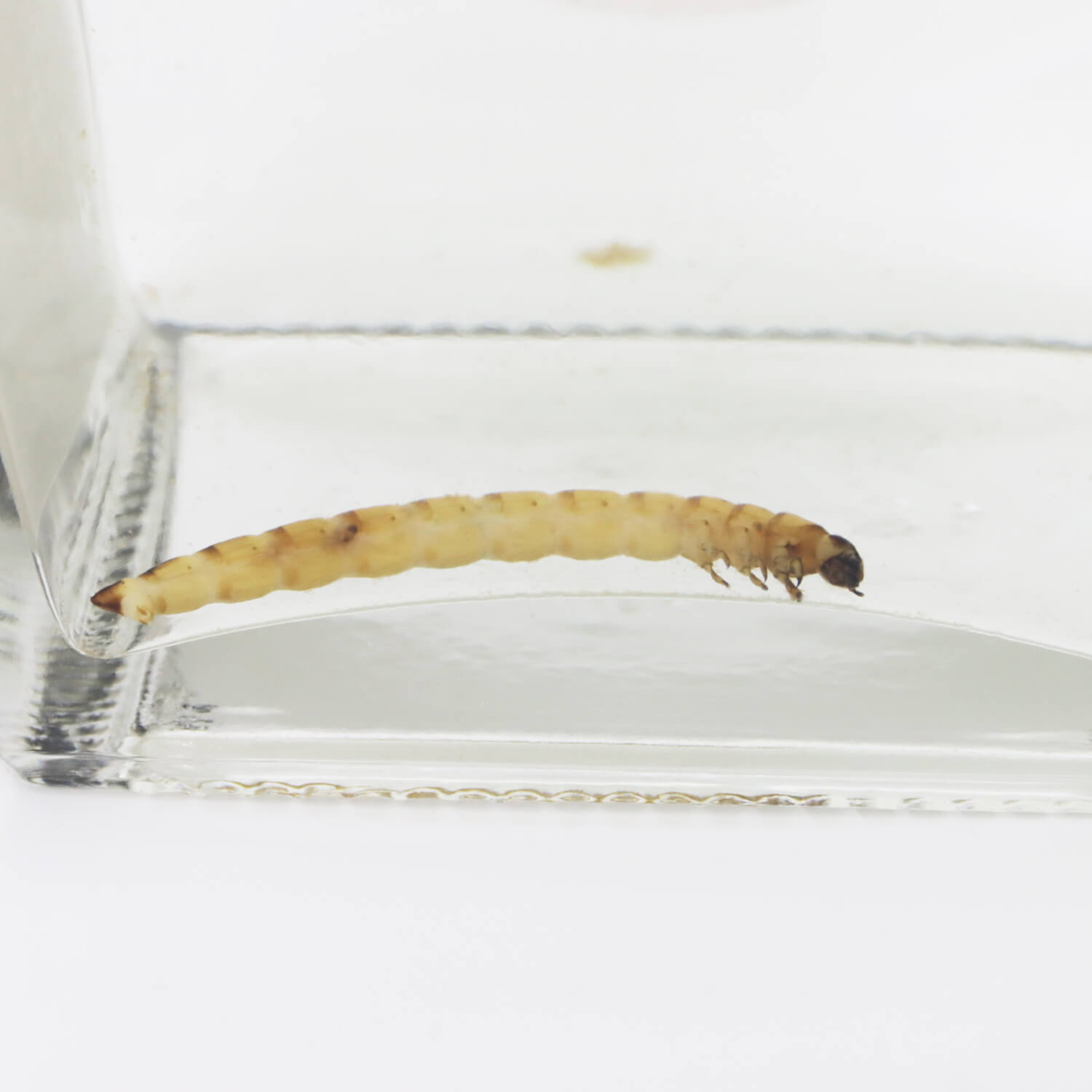 ������ ���ԥ�å� ���ե��� 40% 750ml(�ߥ���)