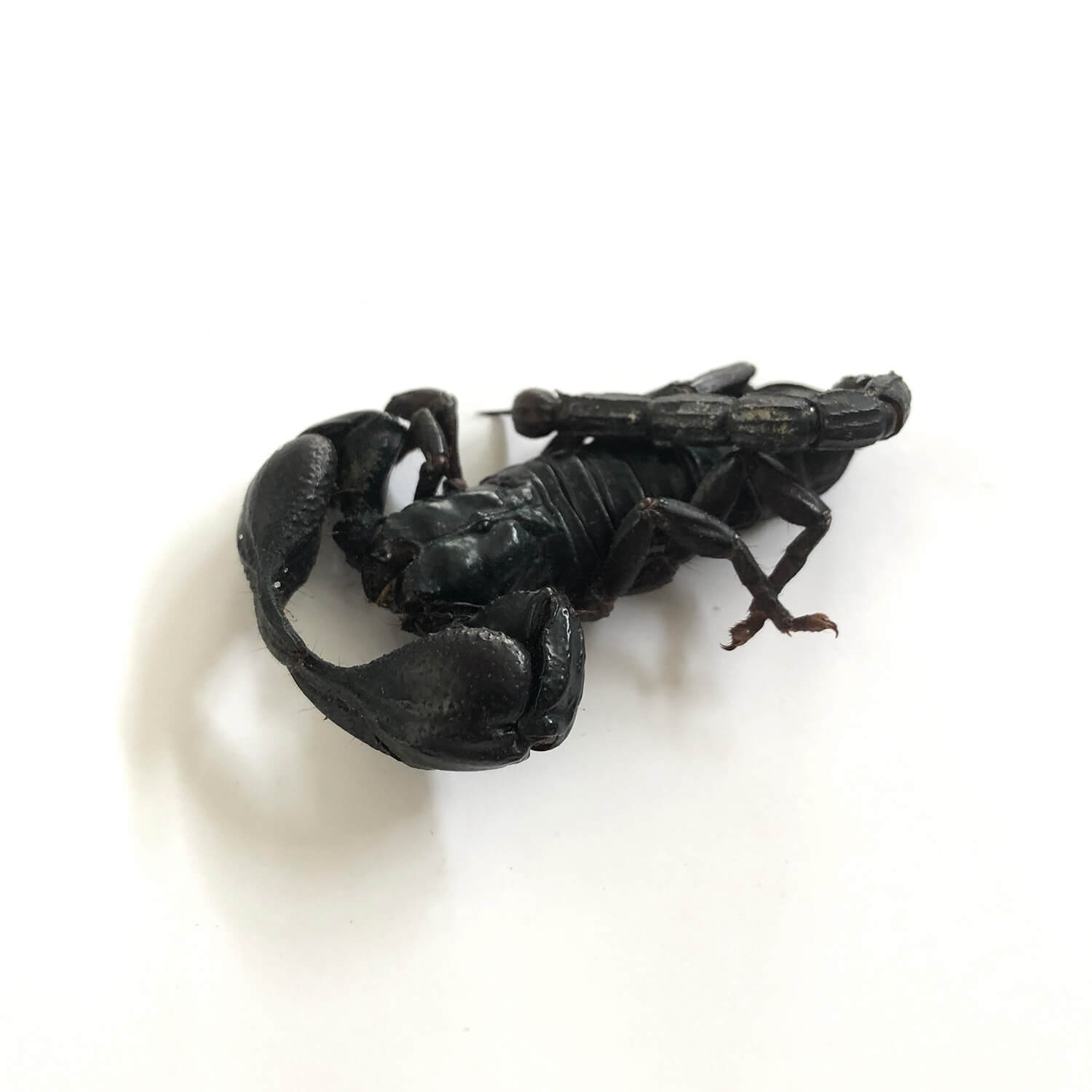 Black Scorpion(㥰)