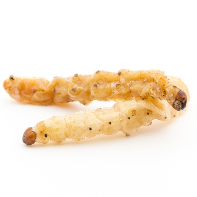 BAMBOO WORM VODKA(�Х�֡���०���å�) ALC40%