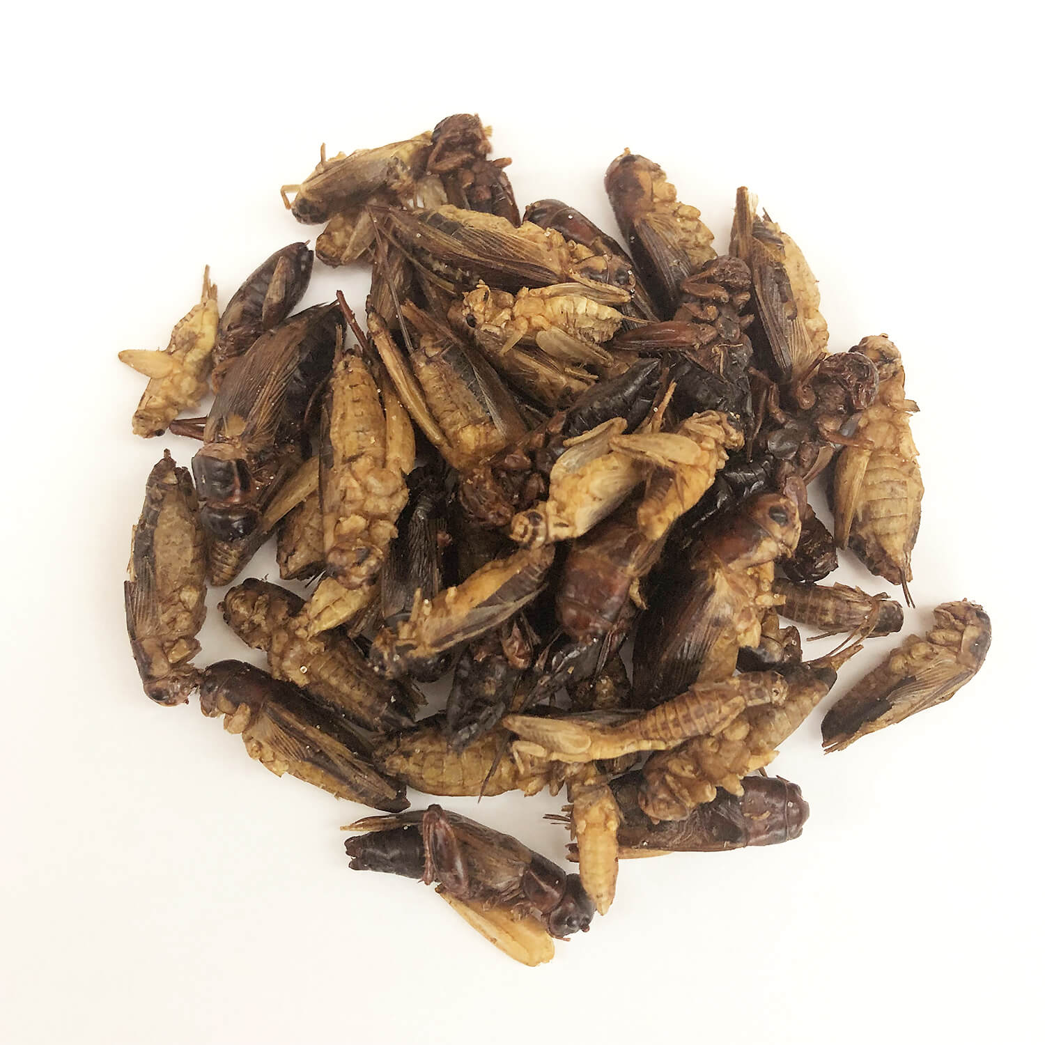 �ھ�̣���´ֶ�ΰ�60��OFF�� ��̣���¡�2026.4.26 Cricket Mix 15g (���������ߥå���15g)