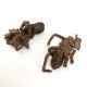 Zebra Tarantula4g(x 10