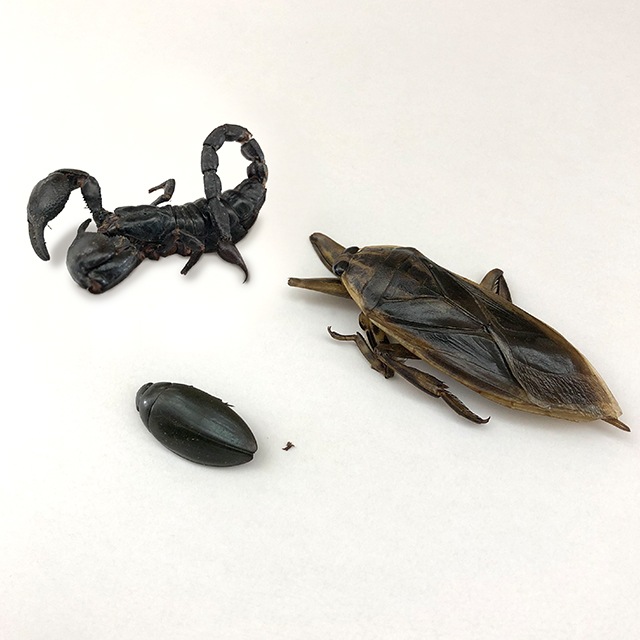 Jungle Trial Mix 5g(����󥰥�ȥ饤����ߥå���)x 10��