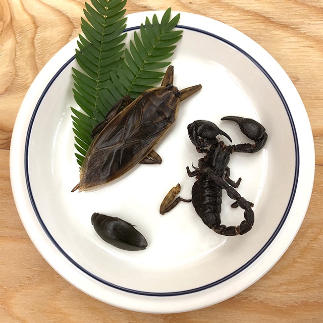 Jungle Trial Mix 5g(����󥰥�ȥ饤����ߥå���)x 10��