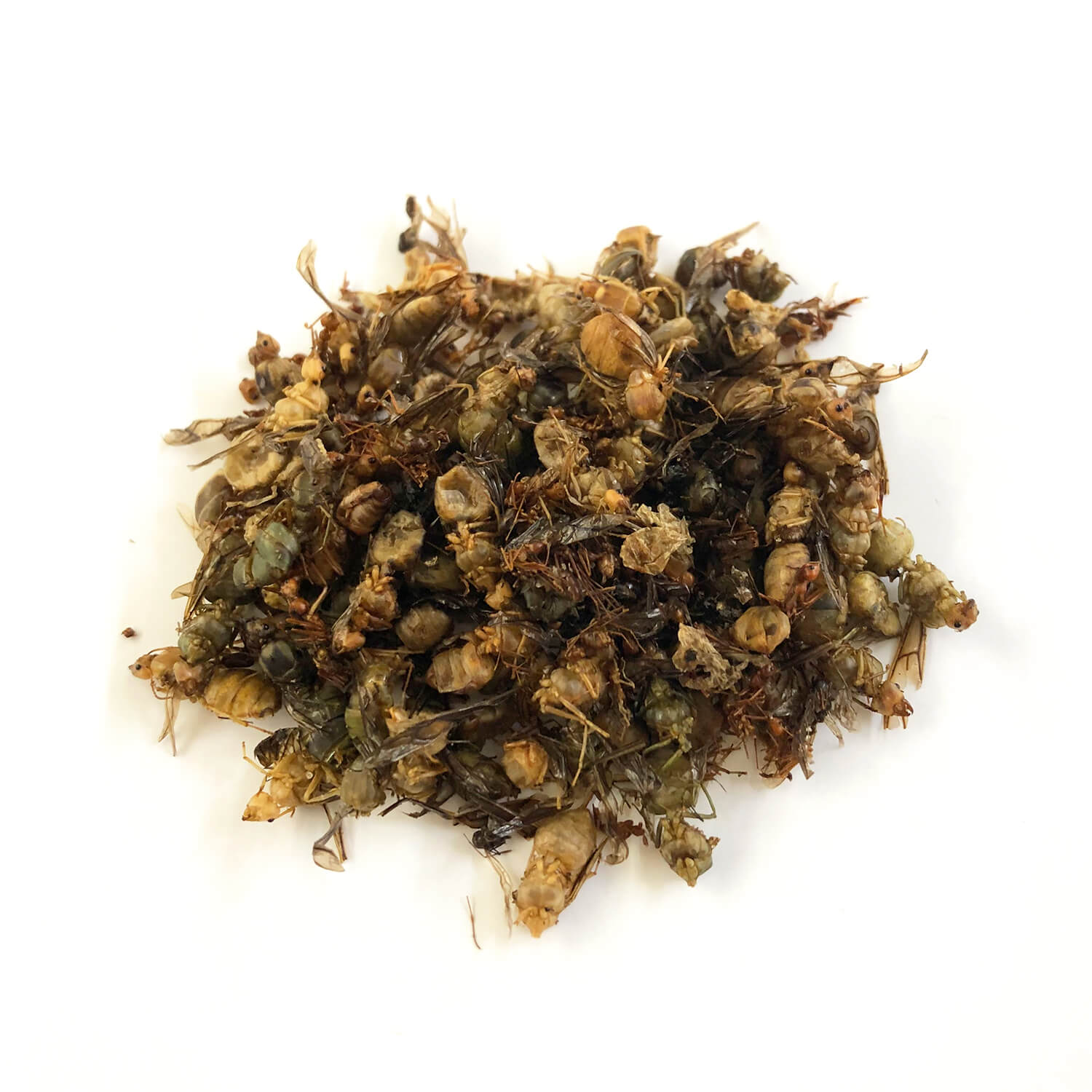 WeaverAnts(�ĥ८����)