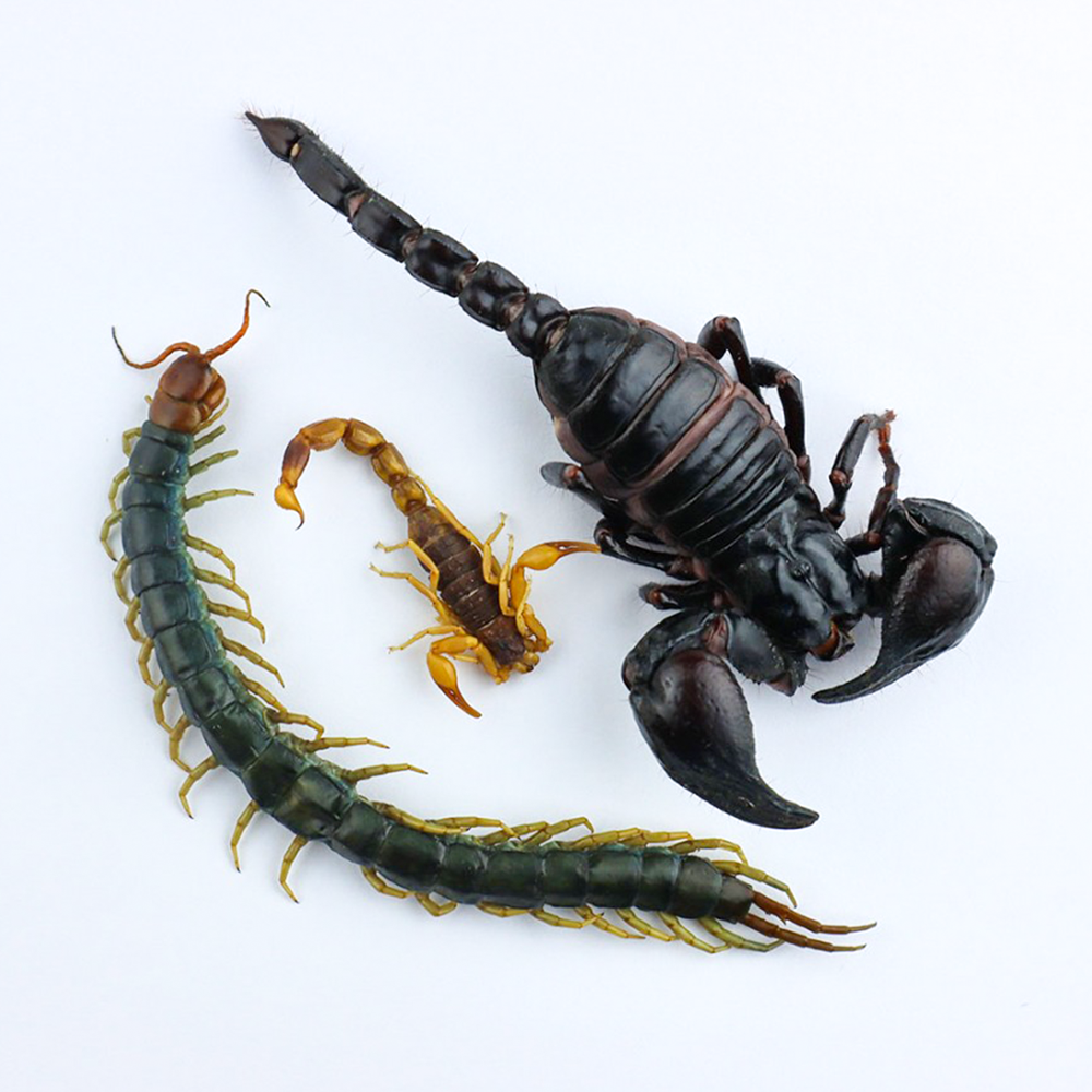 �ھ�̣���¡�2026ǯ6��20���ޤǡ���̣���´ֶ�ΰ�50��OFF��Venomous Arachnids(����ߥå���)(�५�ǡ���������ե��쥹�ȥ������ԥ��󡢥����ޡ��ƥ��륹�����ԥ���)
