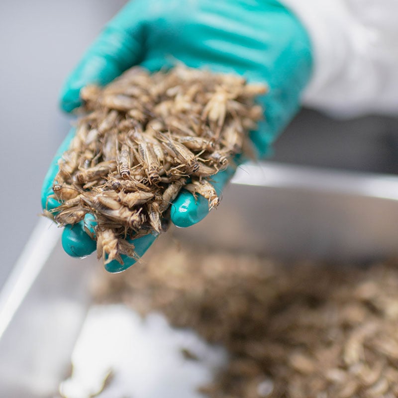 sens ���������ѥ����� �ϥ��ץ��ƥ��� 73%