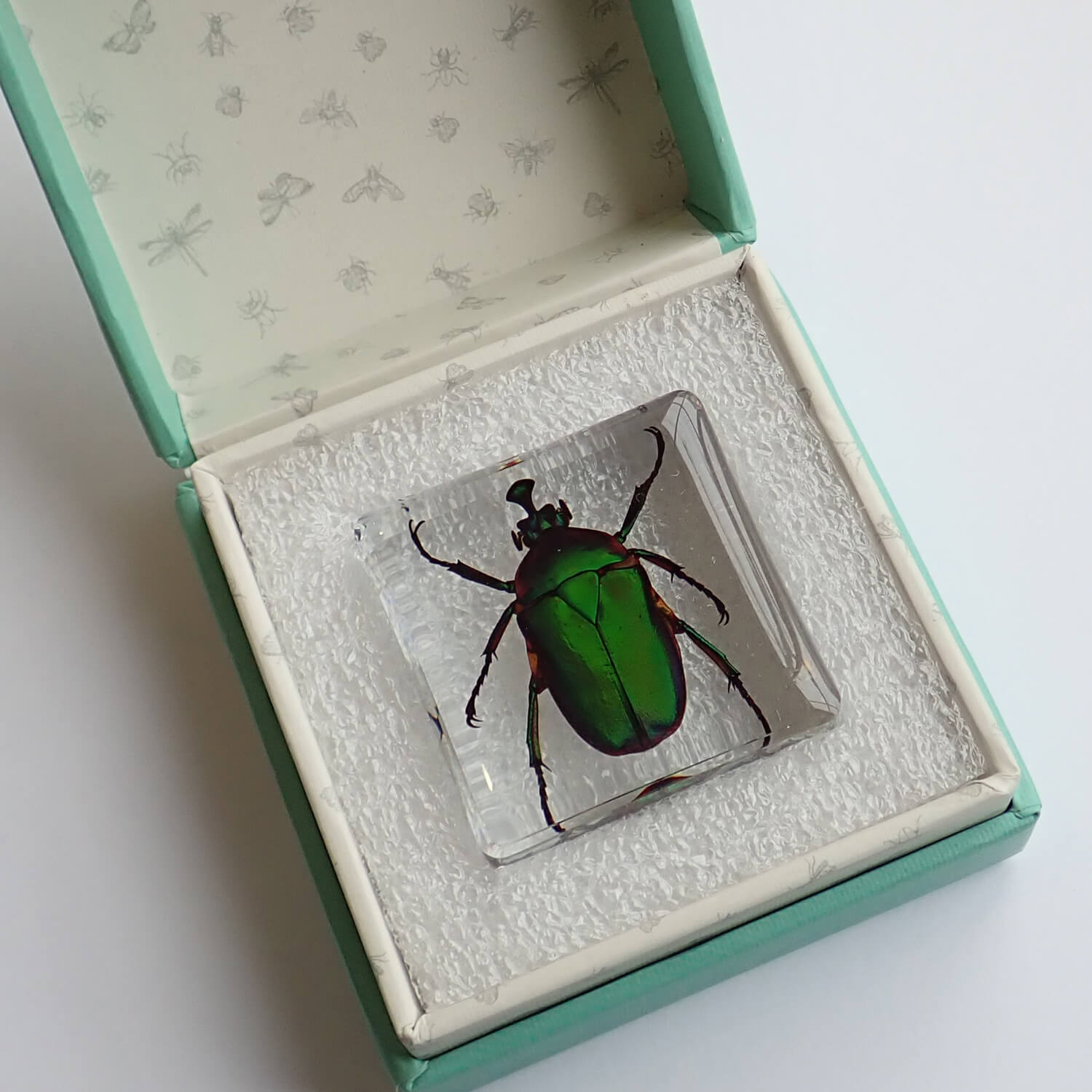 ɸ Trigonophorus rothschildiʥʥ֥