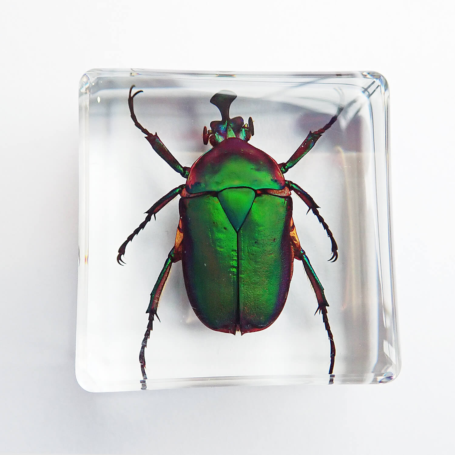 ɸ Trigonophorus rothschildiʥʥ֥