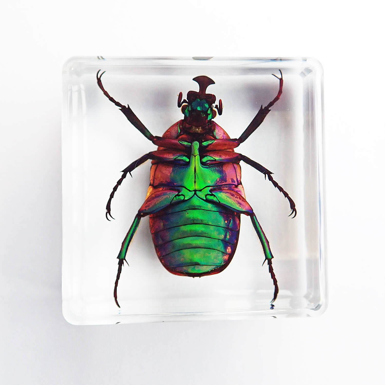 ɸ Trigonophorus rothschildiʥʥ֥