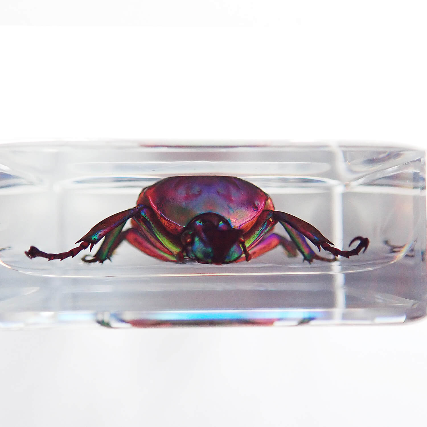 ɸ Trigonophorus rothschildiʥʥ֥