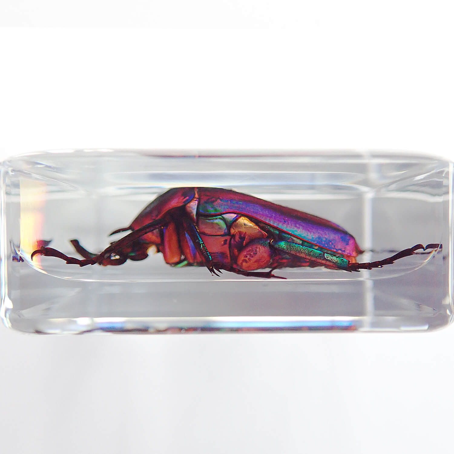 ɸ Trigonophorus rothschildiʥʥ֥