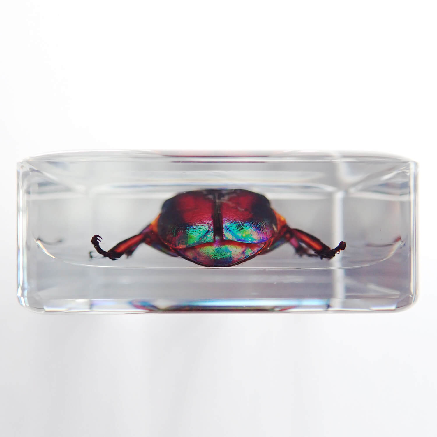 ɸ Trigonophorus rothschildiʥʥ֥