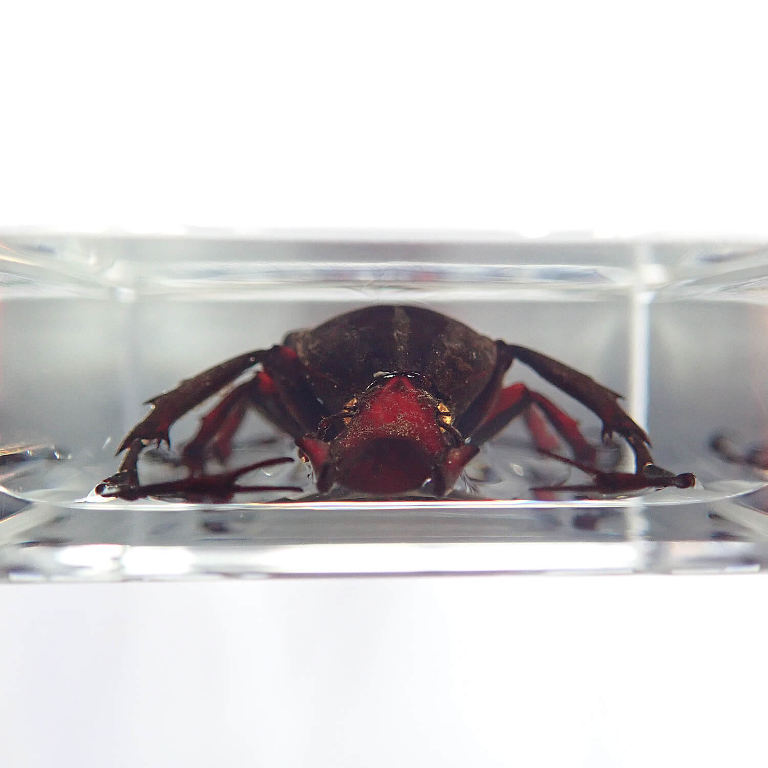 ɸ Dicronocephalus adamsiʥ祦ĥΥϥʥ॰