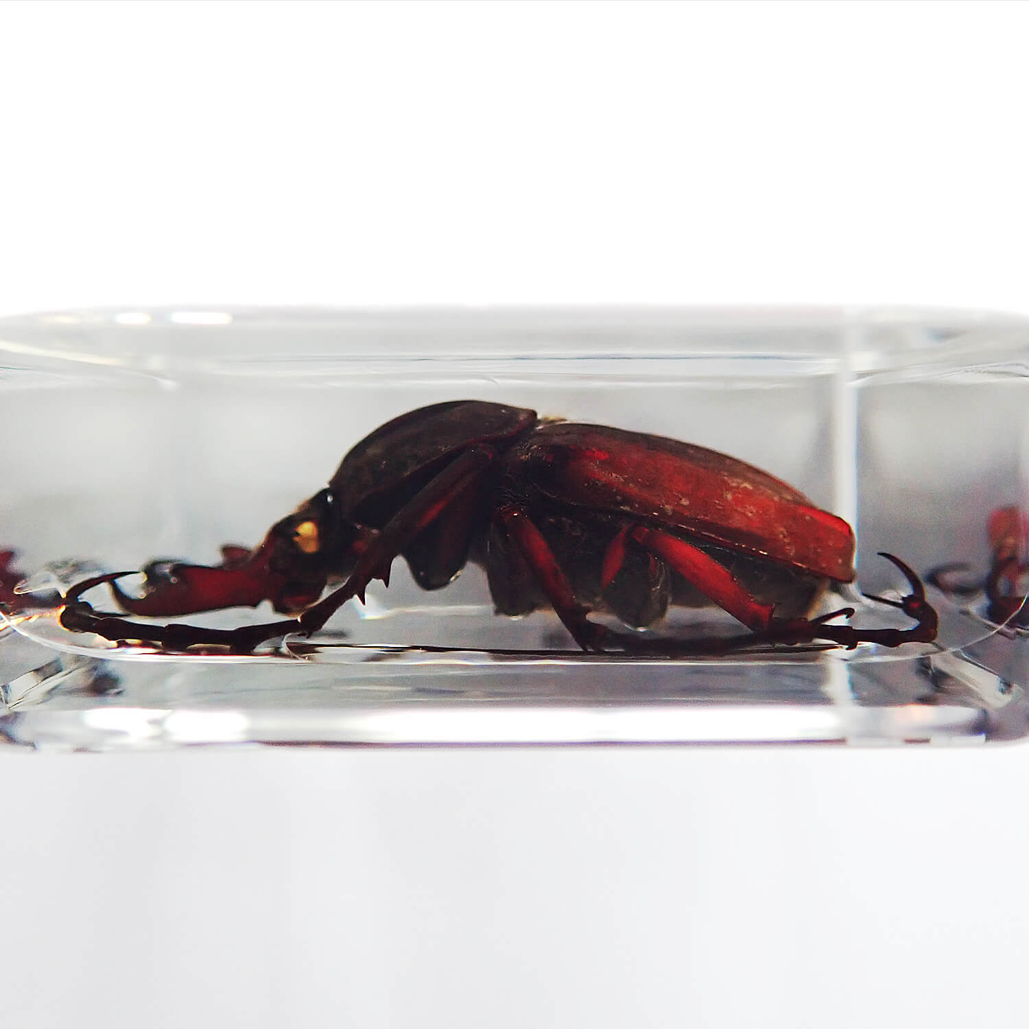 ɸ Dicronocephalus adamsiʥ祦ĥΥϥʥ॰