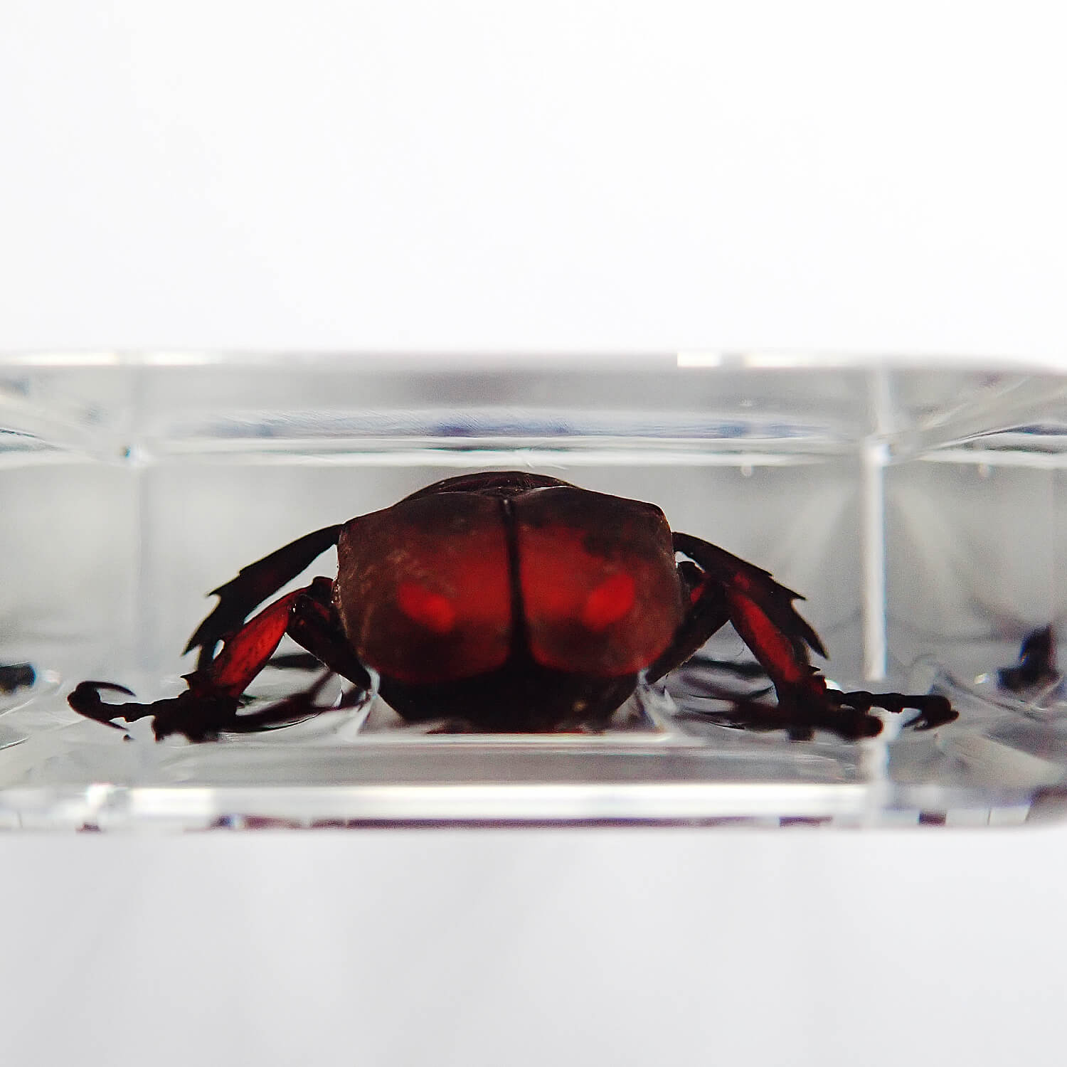 ɸ Dicronocephalus adamsiʥ祦ĥΥϥʥ॰