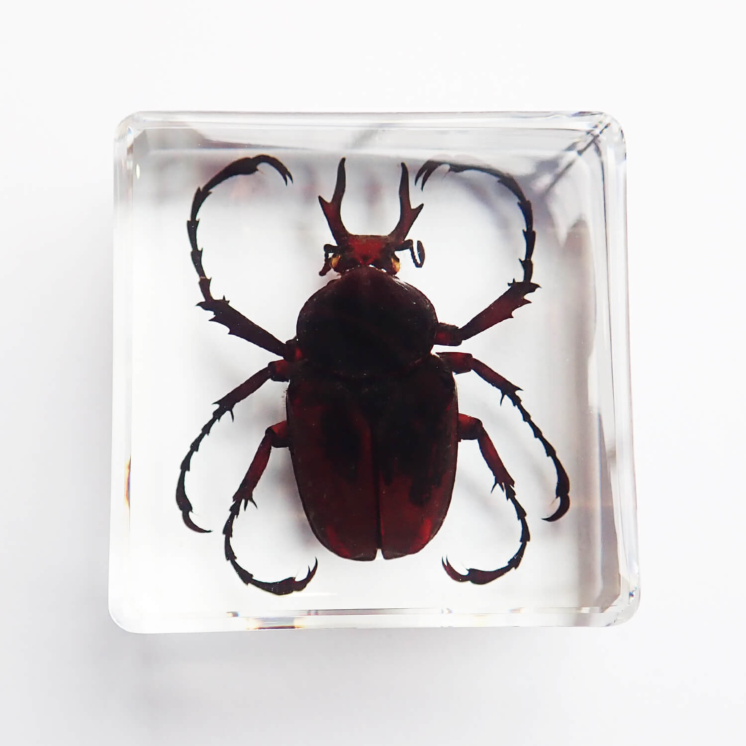 ɸ Dicronocephalus adamsiʥ祦ĥΥϥʥ॰