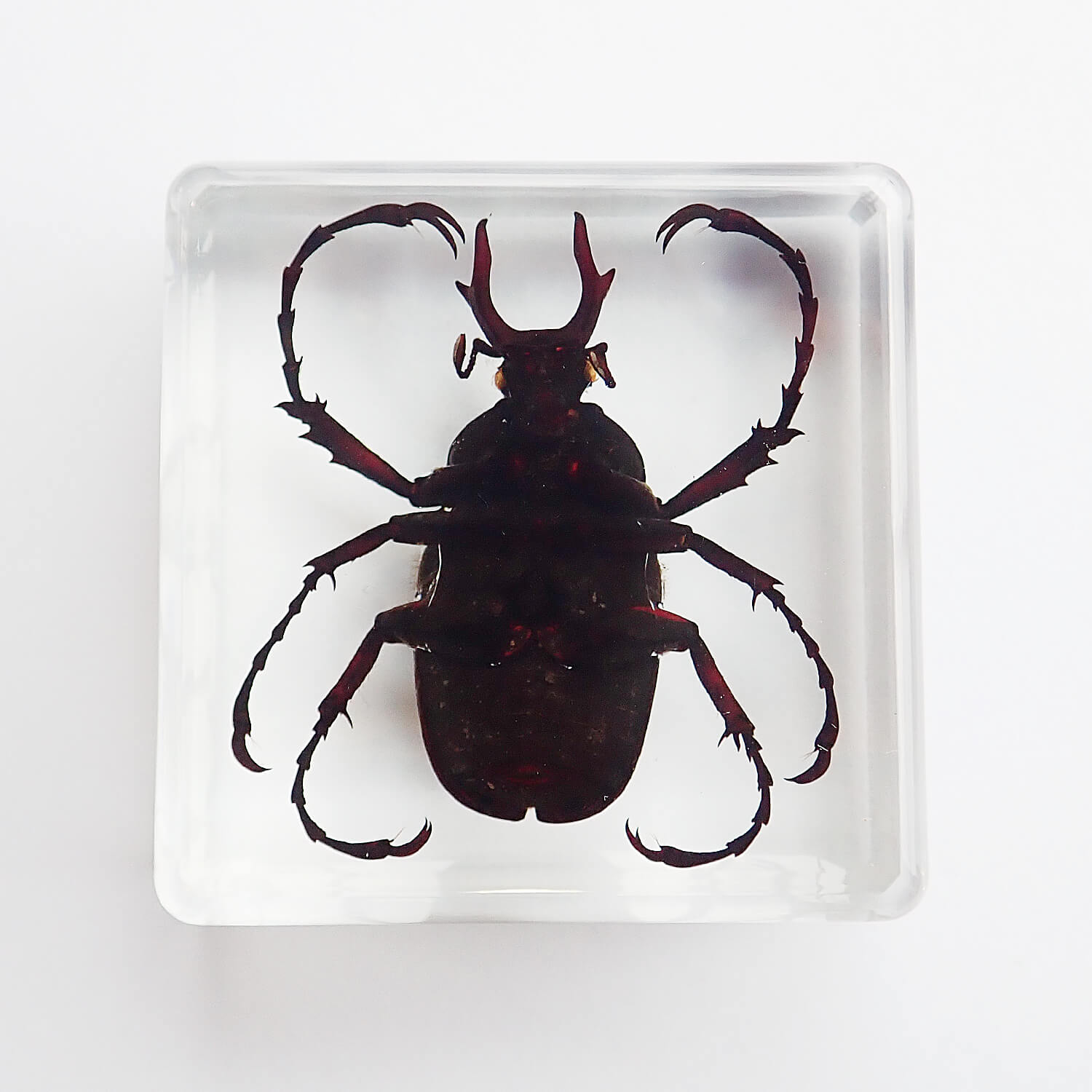ɸ Dicronocephalus adamsiʥ祦ĥΥϥʥ॰