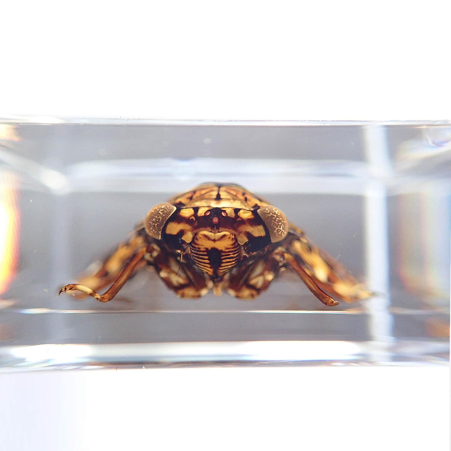 ɸ Golden Cicadaʥߡ