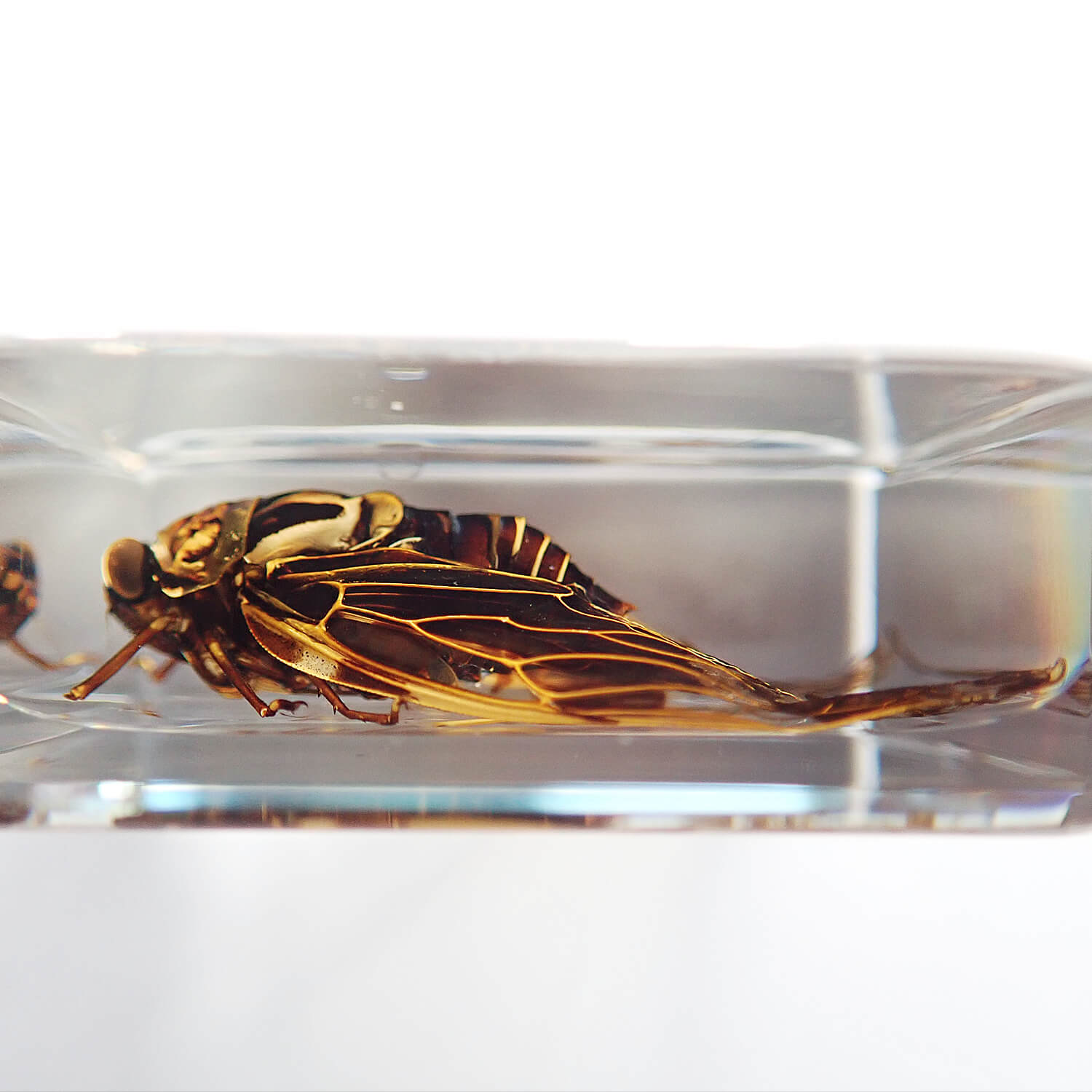 ɸ Golden Cicadaʥߡ