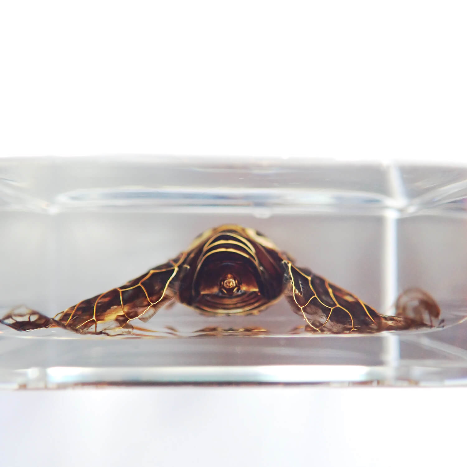 ɸ Golden Cicadaʥߡ