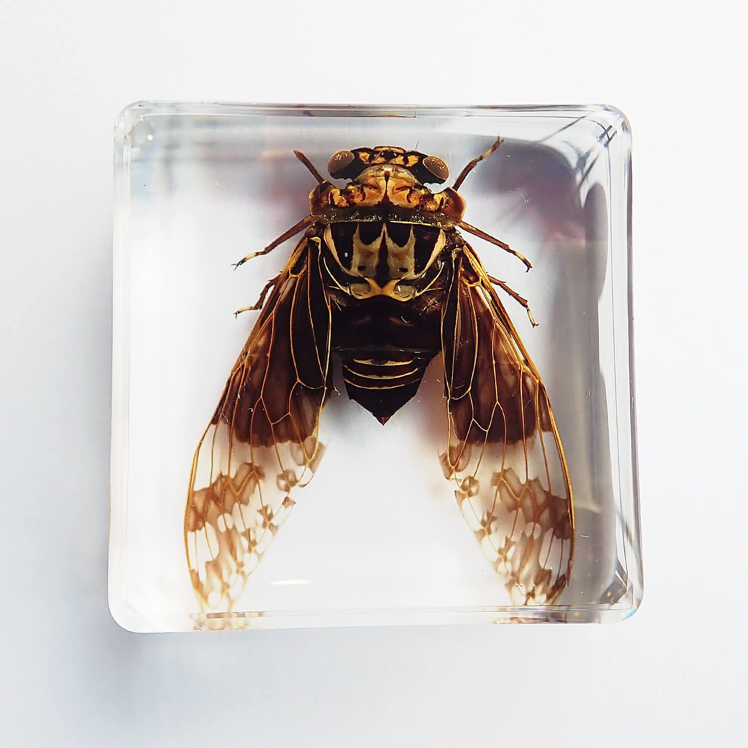 昆虫食 樹脂標本 Golden Cicada（セミ） | 昆虫食(標本)の通販