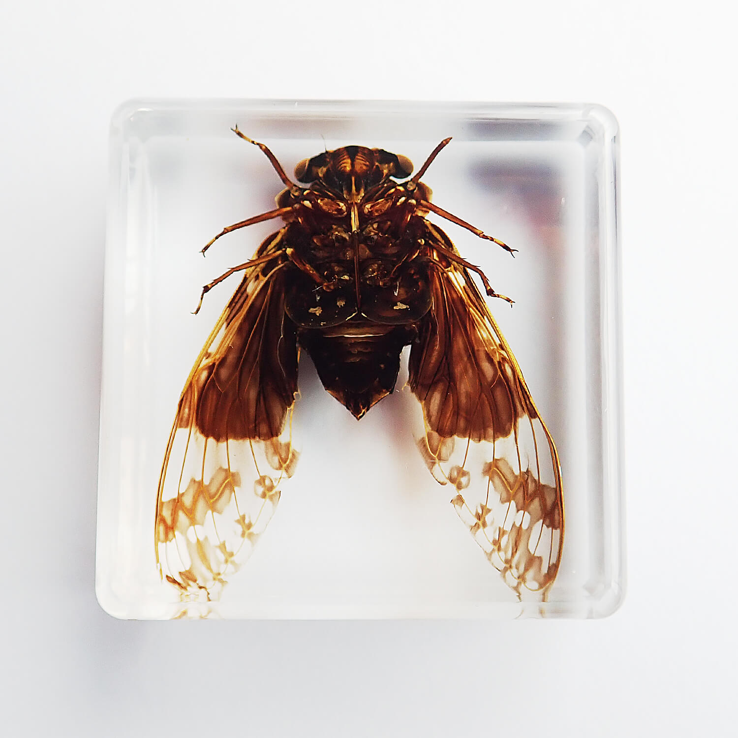 ɸ Golden Cicadaʥߡ