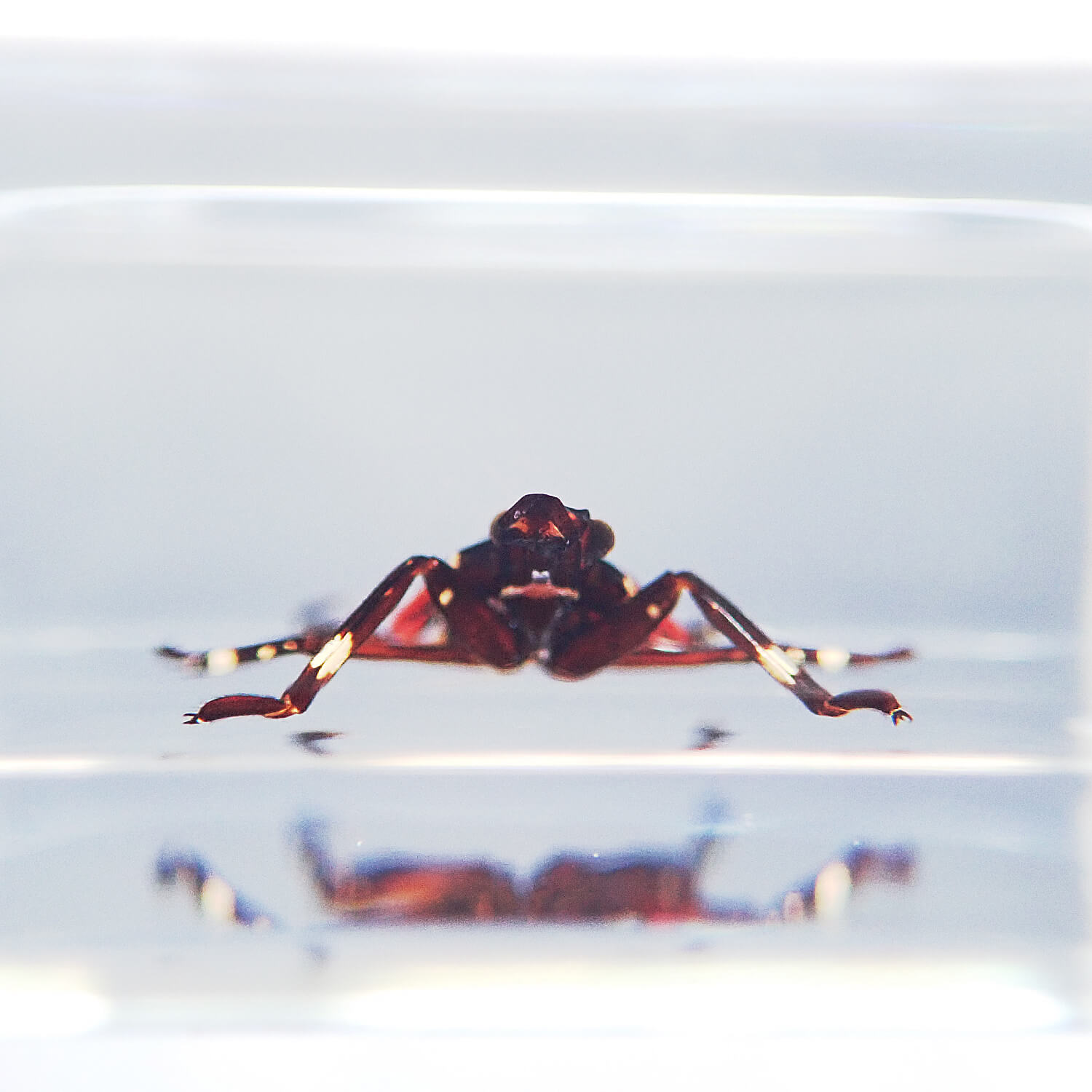 ɸ Nymph of Lycorma delicatulaʥ٥˥ϥ