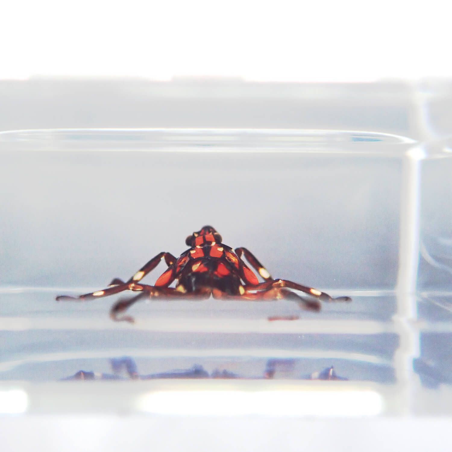 ɸ Nymph of Lycorma delicatulaʥ٥˥ϥ