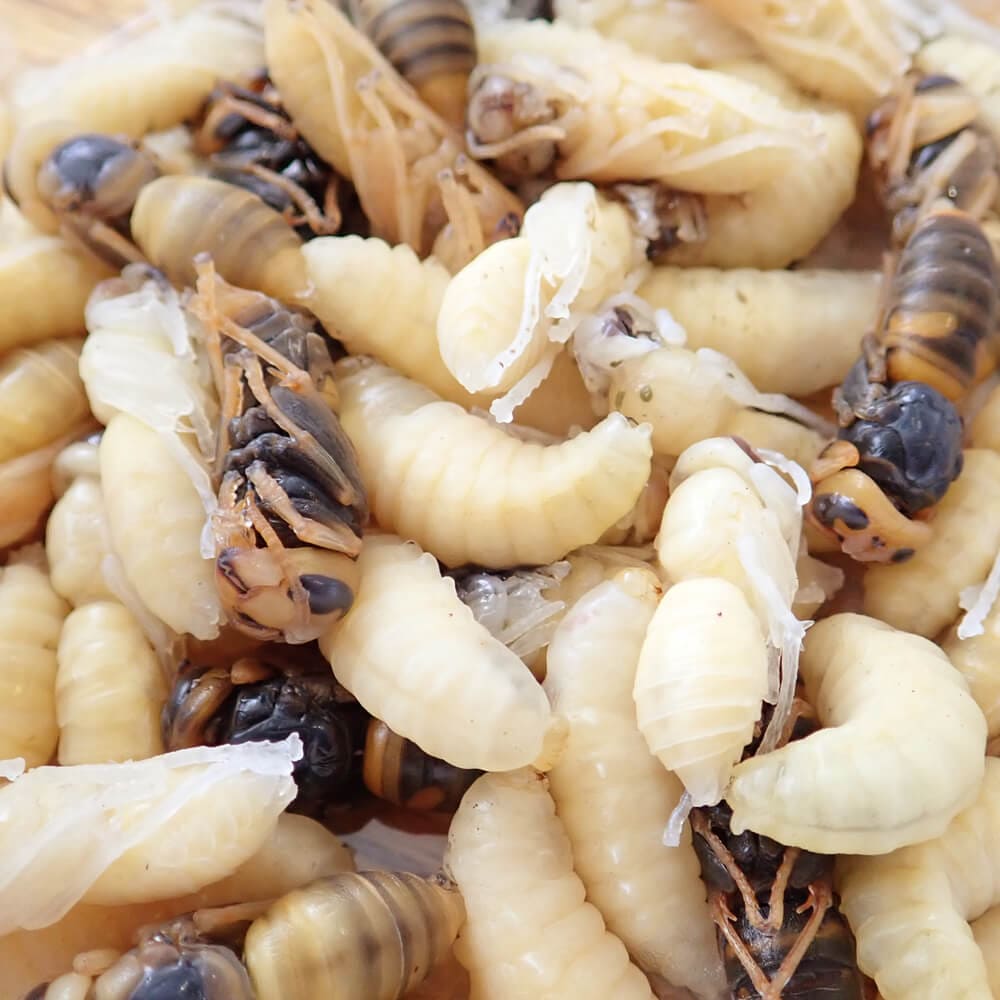 �ڹ񻺡����� ������������Х� ���ʤ� (100g)