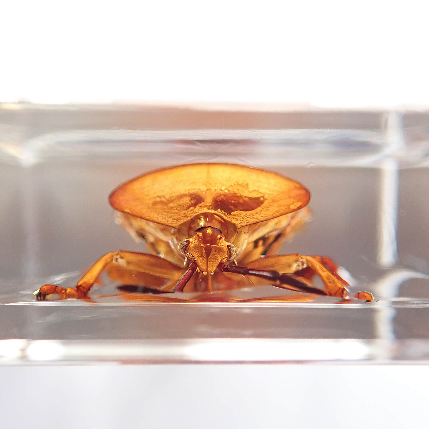 Lychee stink bugʥ饤ॷ