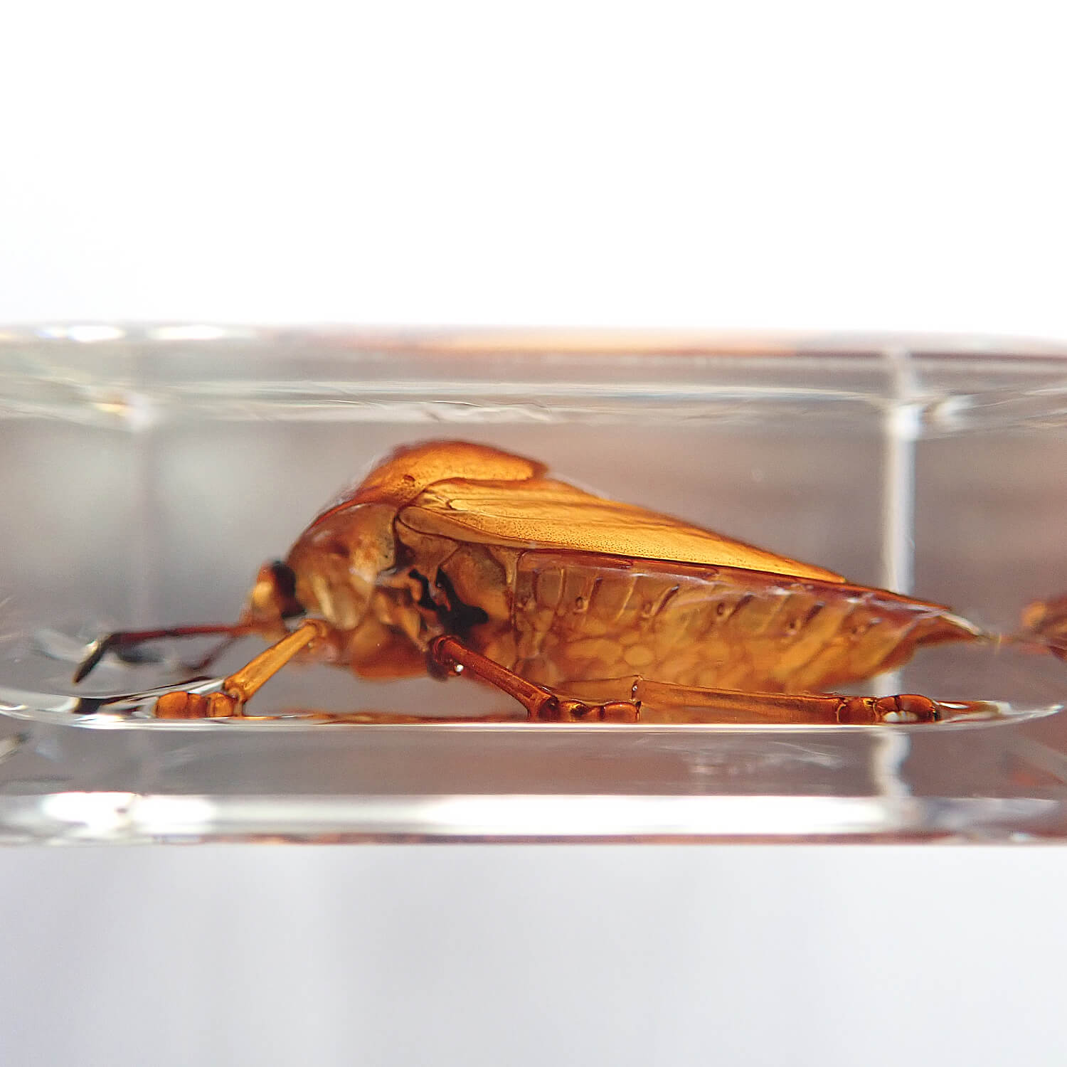 Lychee stink bugʥ饤ॷ