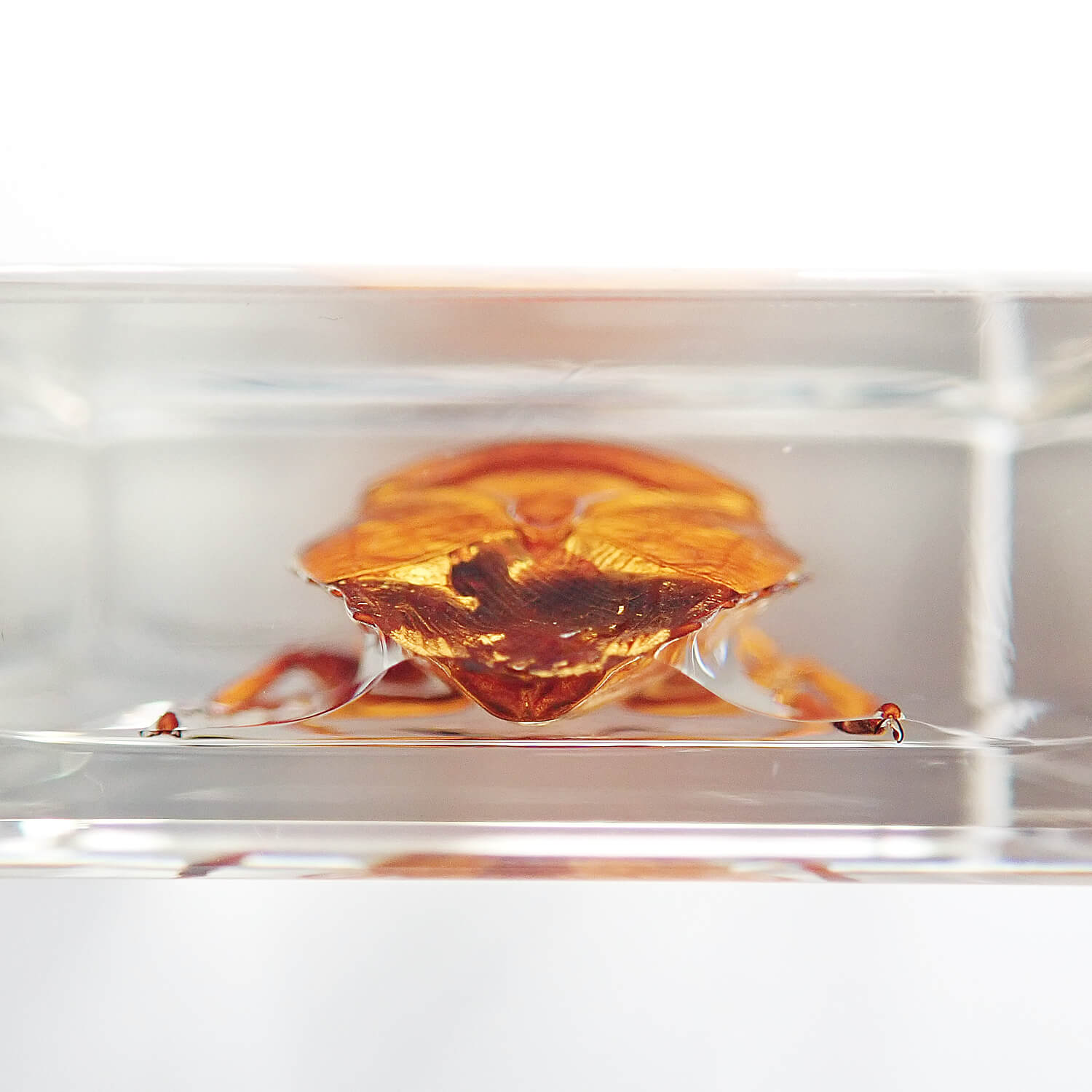 Lychee stink bugʥ饤ॷ