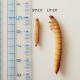 ڹ񻺡ॹѡ L1kg