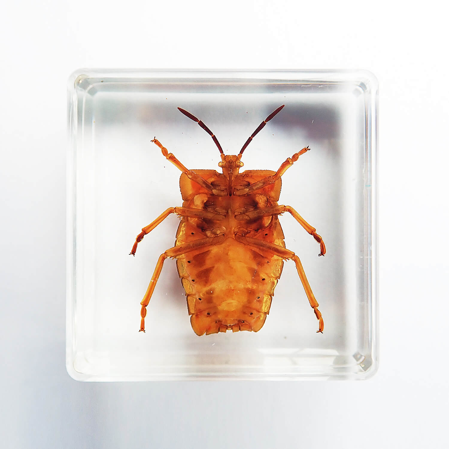 Nymph of Lychee stink bugʥ饤ॷ