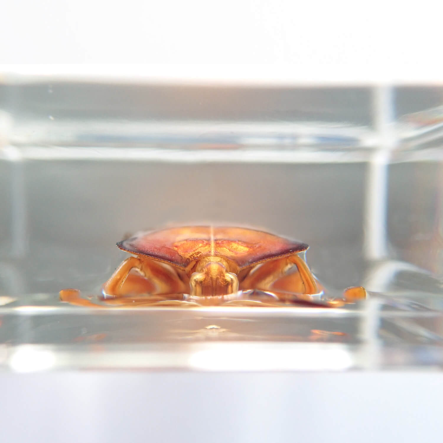 Nymph of Lychee stink bugʥ饤ॷ