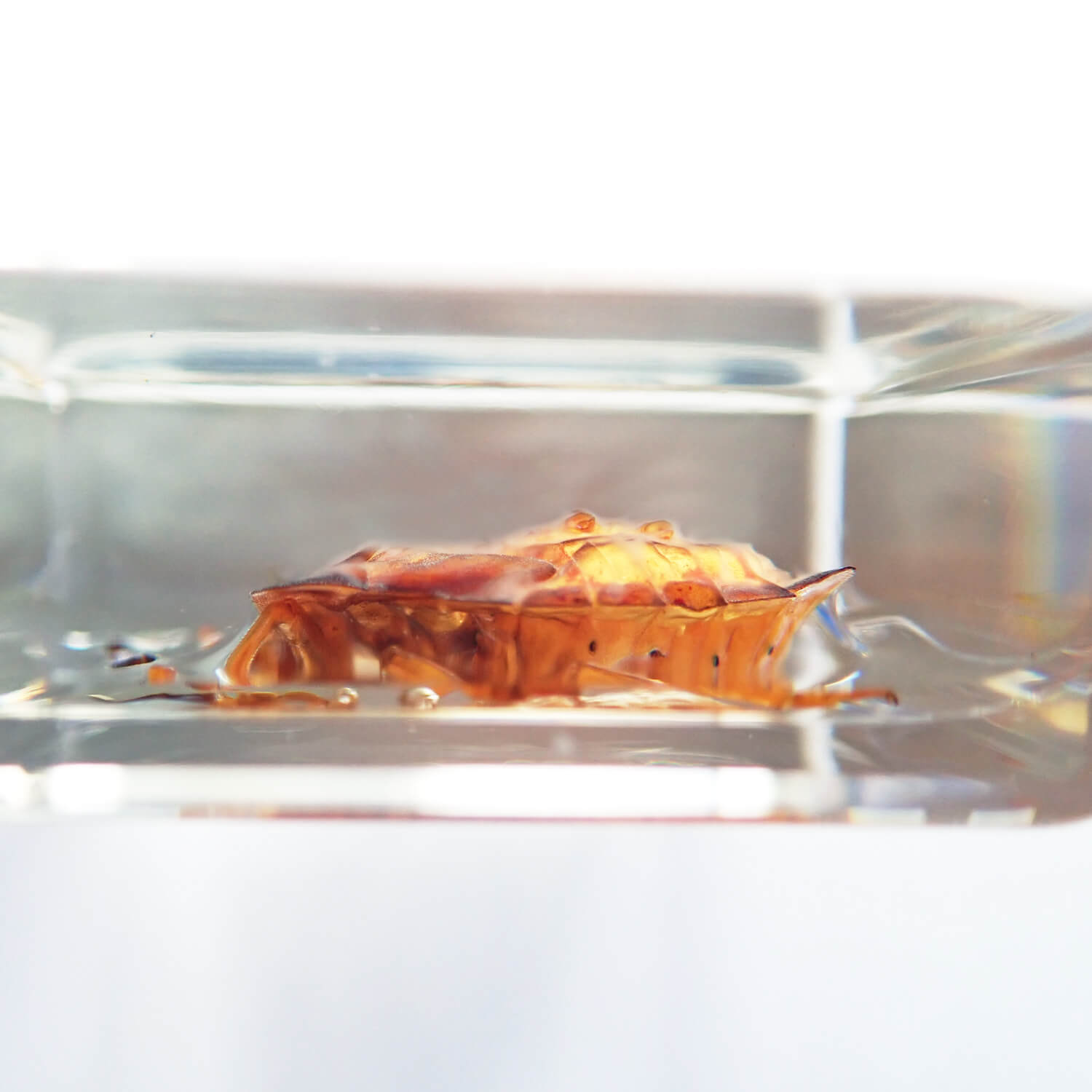 Nymph of Lychee stink bugʥ饤ॷ