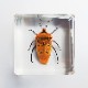Cantao ocellatus (Thunberg)ʥॷ
