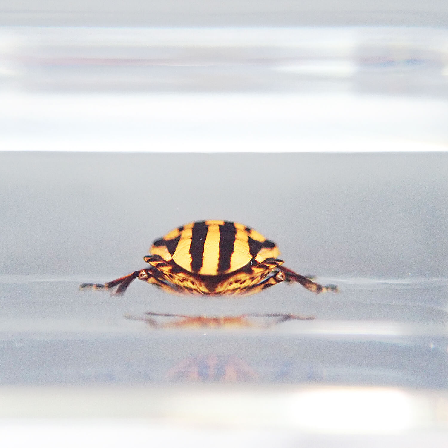 ɸ Stripe Bugsʥॷ