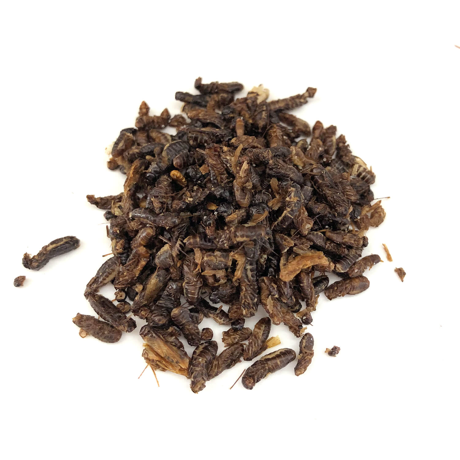 Termite Alates (򥢥)