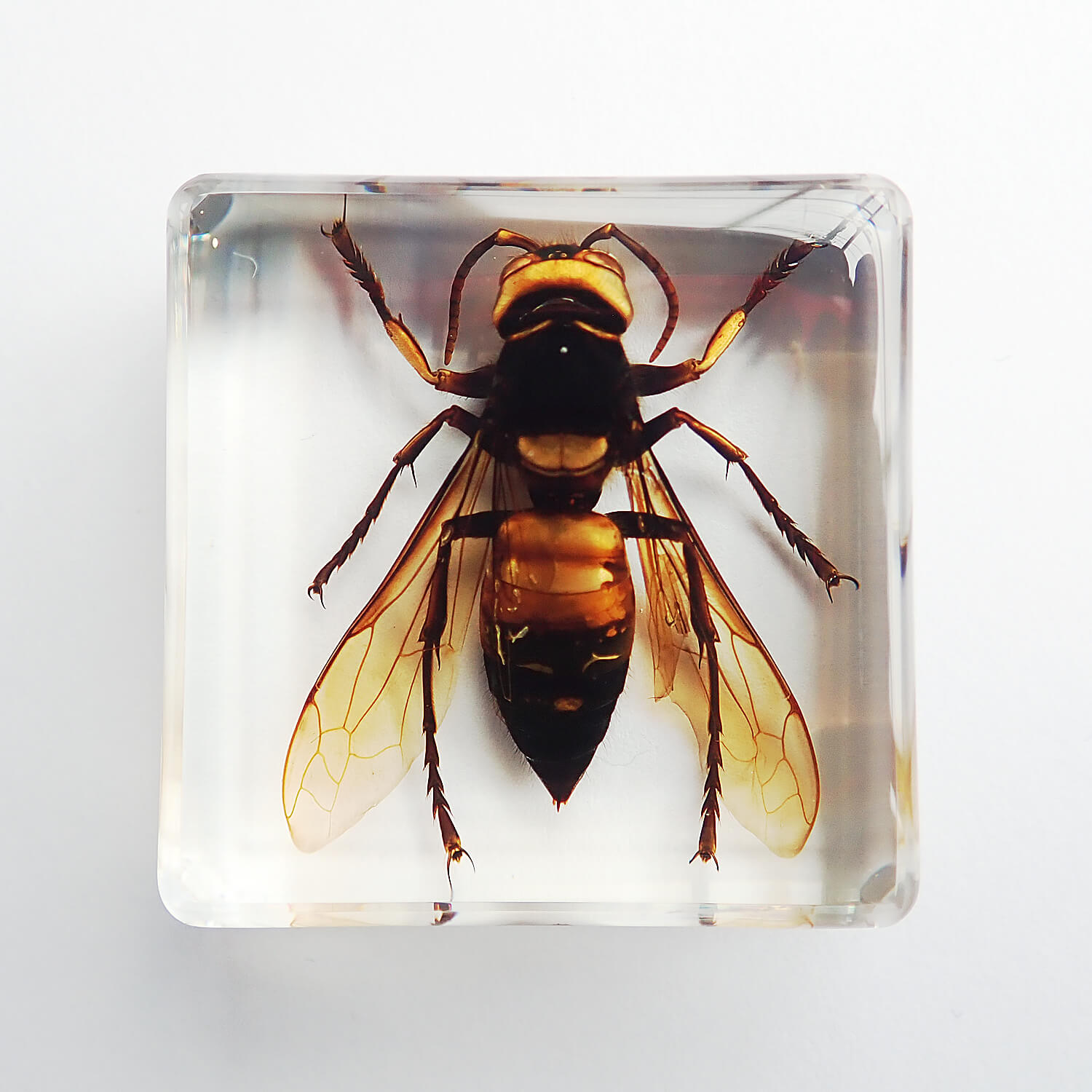 ����ɸ�� Wasp�ʥ�����Х���