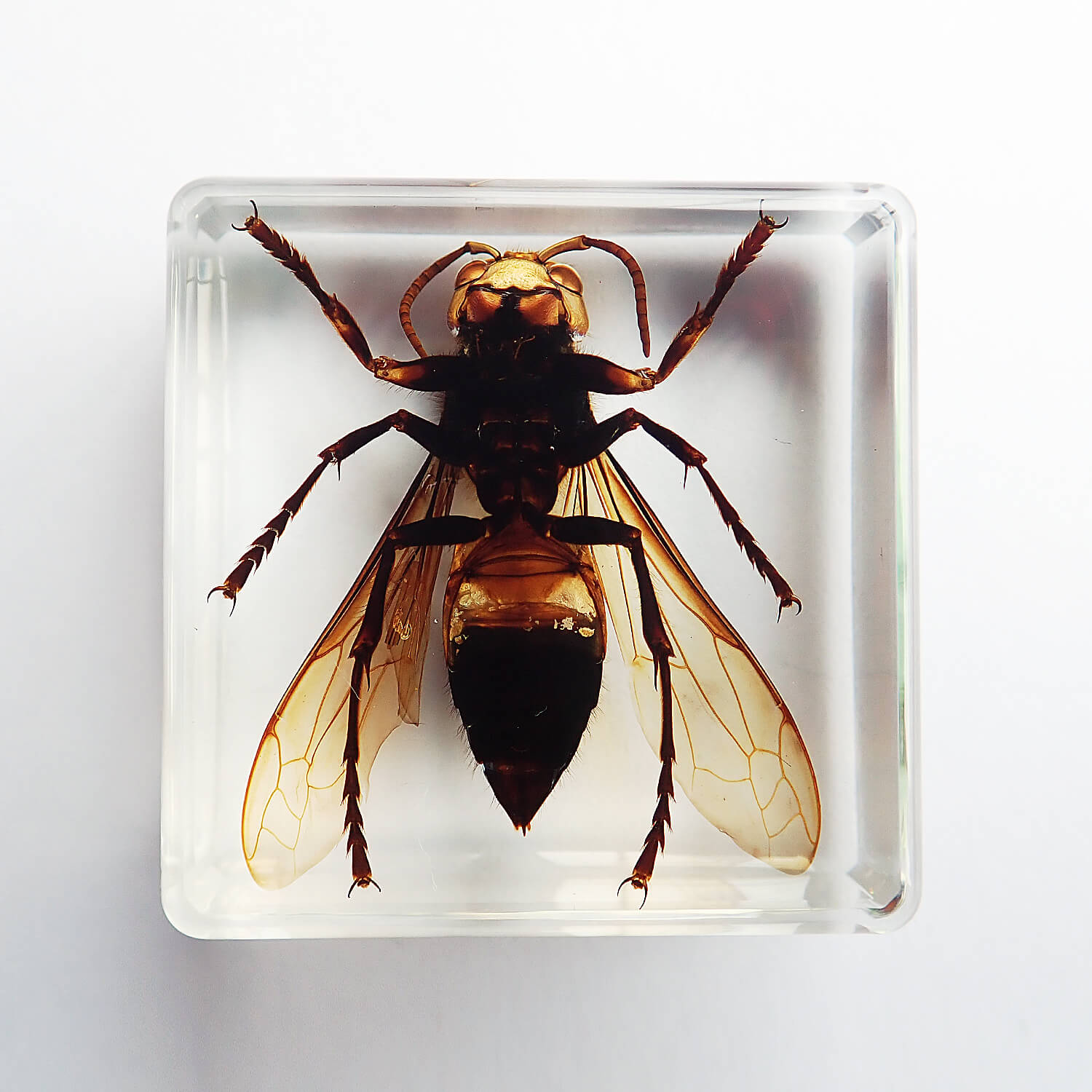 ����ɸ�� Wasp�ʥ�����Х���