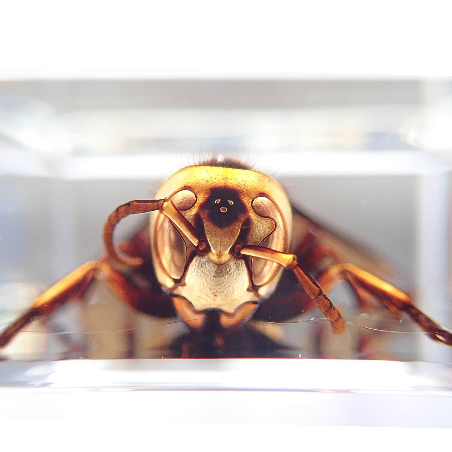 ����ɸ�� Wasp�ʥ�����Х���