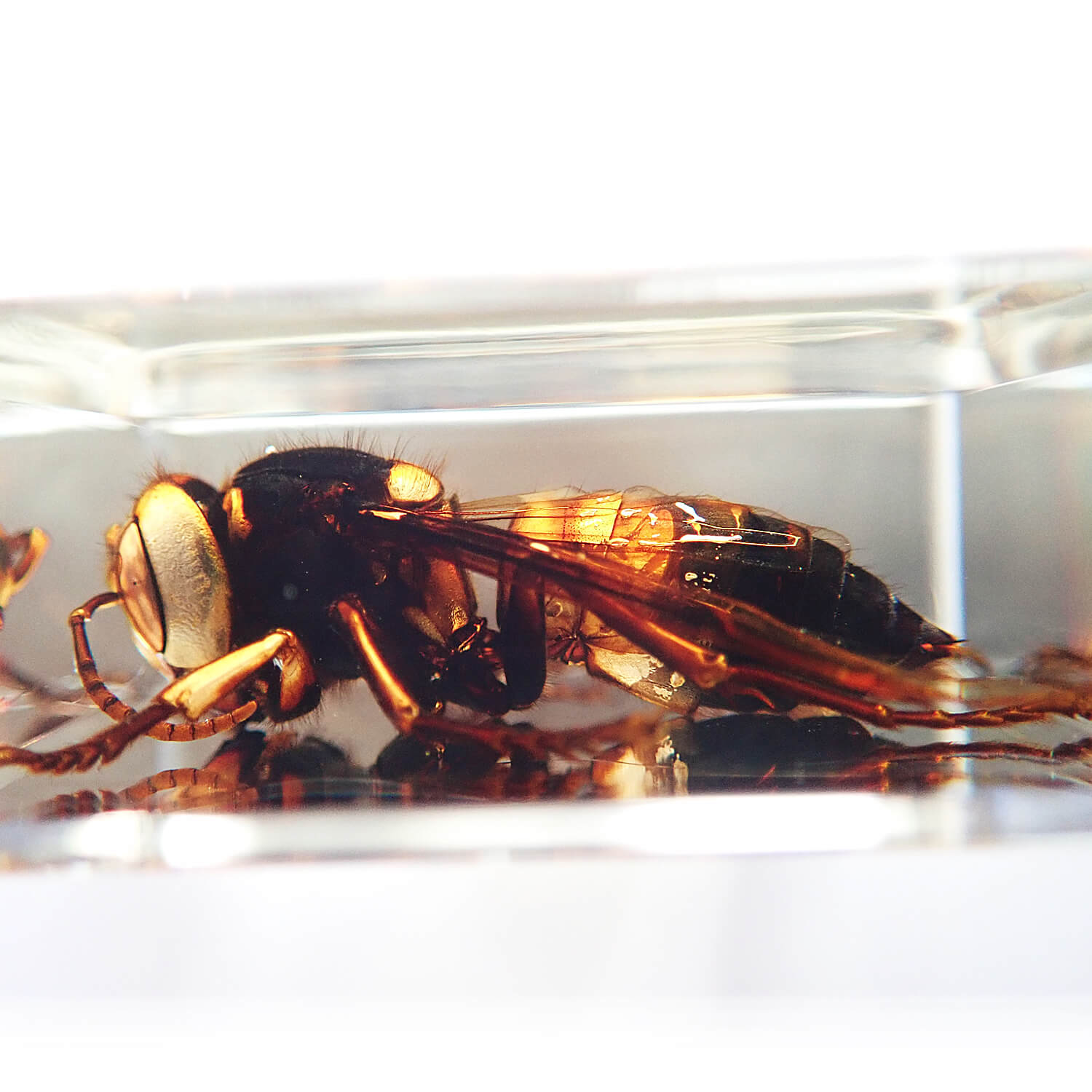 ����ɸ�� Wasp�ʥ�����Х���